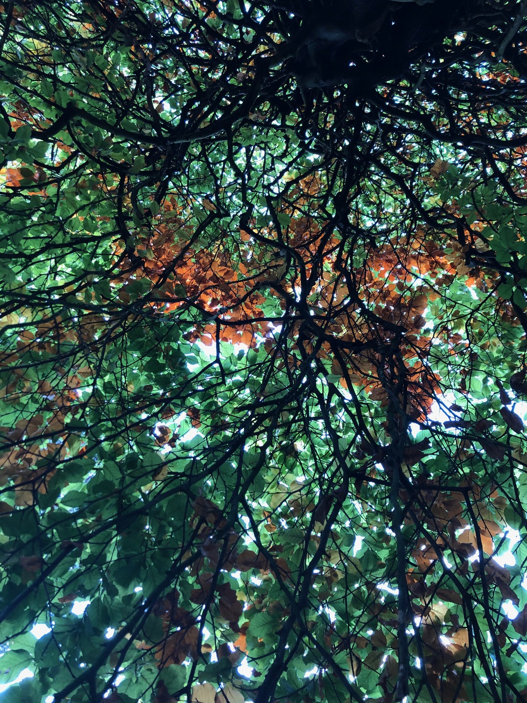 Trees